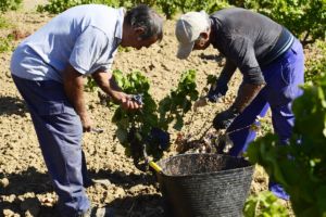 temporeros en la vendimia