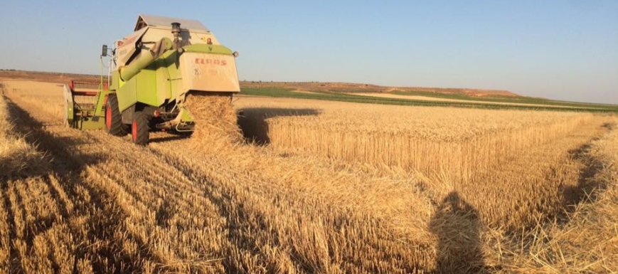 Campo de cereal (foto compartida por Asaja)