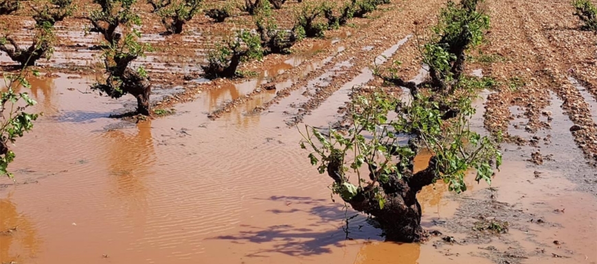 Una tormenta de granizo en San Clemente desbarató algunas viñas