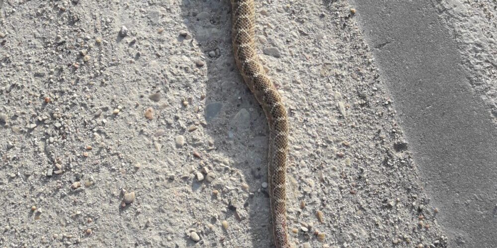 De esta guisa quedó la serpiente cascabel aplastada sobre el asfalto de la carretera