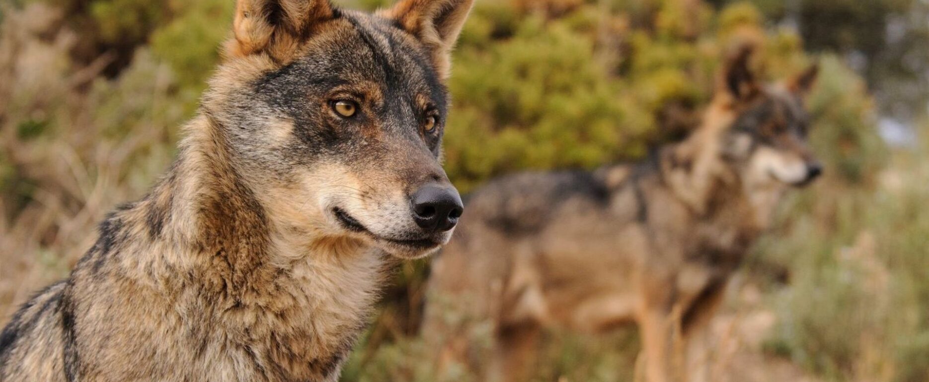 Ejemplar de Lobo Ibérico.