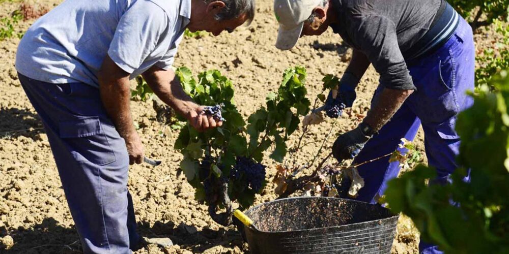 vendimia-personas-cultivar-uva-campo