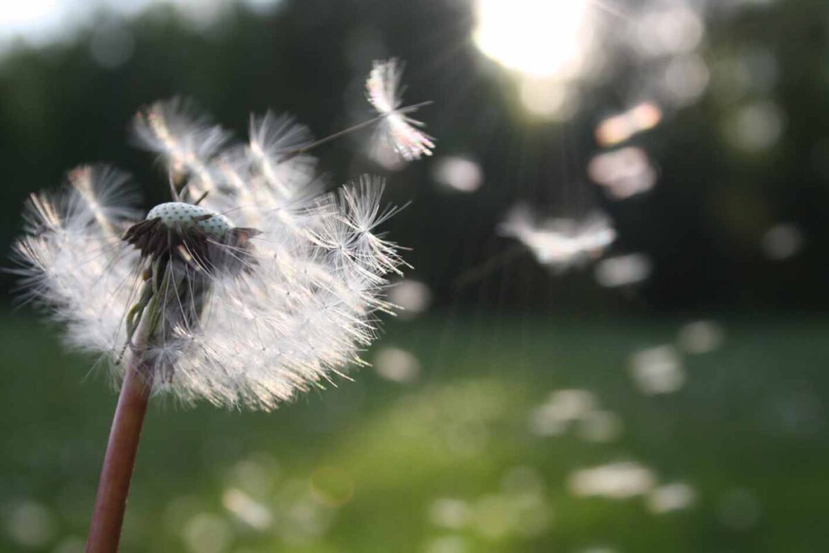 La primavera cada vez es más larga para los que sufren enfermedades alérgicas, por el cambio climático.