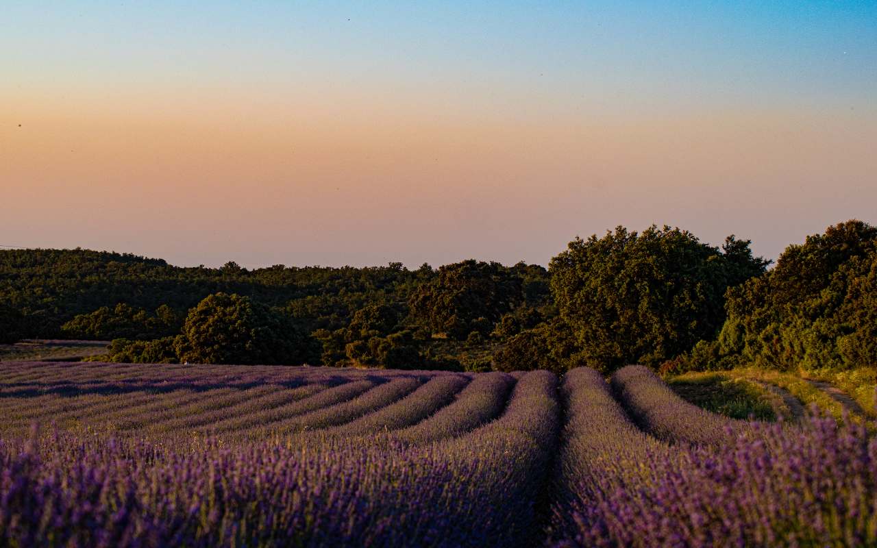 Campos de Lavanda de Brihuega en Guadalajara