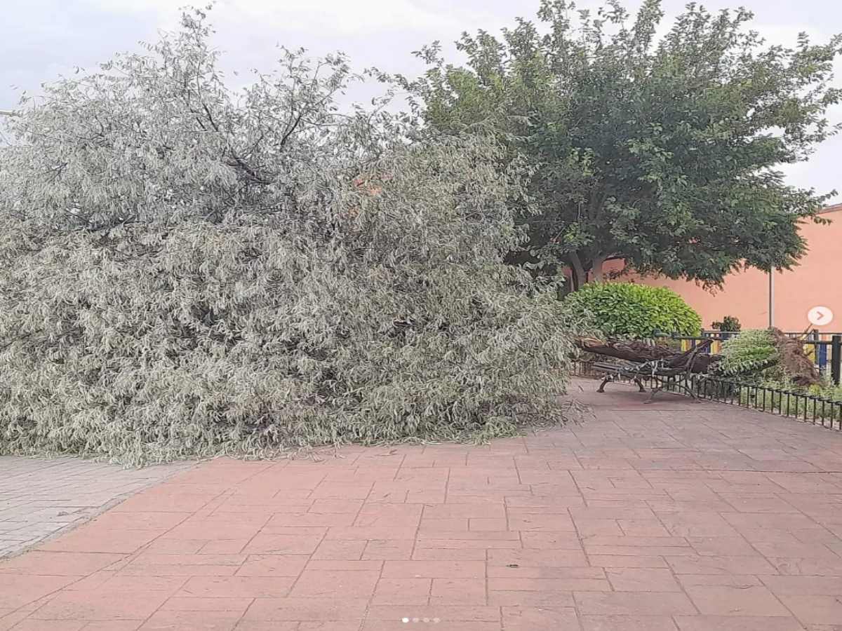 Imagen de archivo de un árbol caído en Seseña (Toledo)