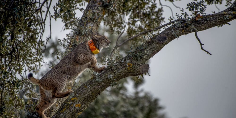 Suelta de linces en Polán (Toledo). Foto: EFE/Ismael Herrero.