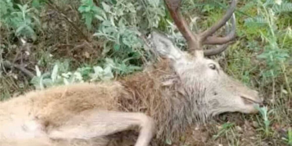 El ciervo que murió en Almadén. Foto: Instituto de Investigación en Recursos Cinegéticos.