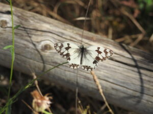 Guadalajara aúna el 65 % de las especies de mariposa de toda España