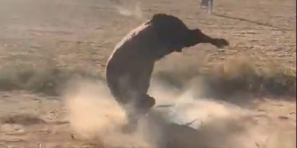 Toro durante un encierro por el campo en Guadalajara