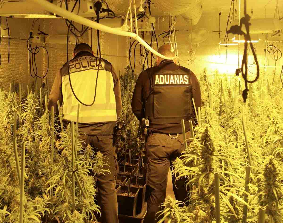 Policia Nacional y Agencia Tributaria desmantelan plantación de marihuana indoor en El Casar (Guadalajara)