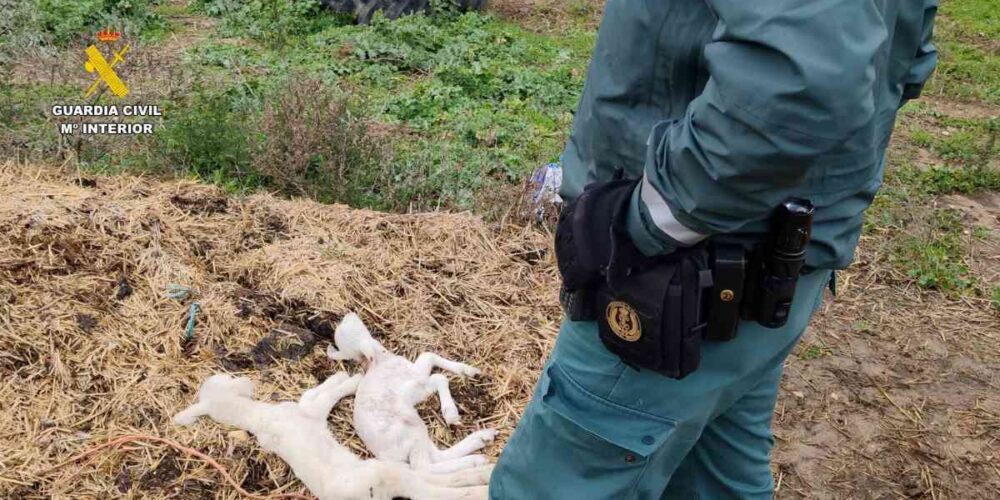 Guardia Civil investiga al propietario de la granja de Uceda (Guadalajara)