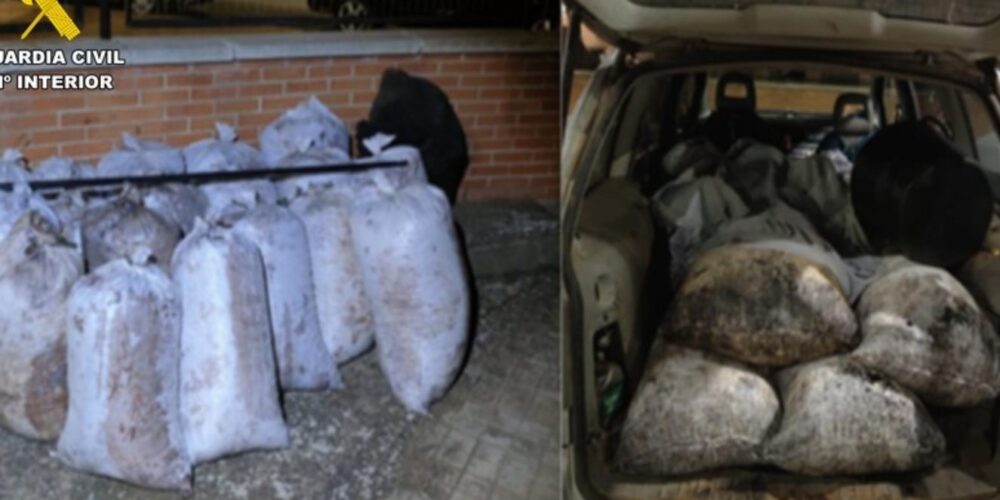 La Guardia Civil recuperó 10.000 kilos de aceitunas robadas.