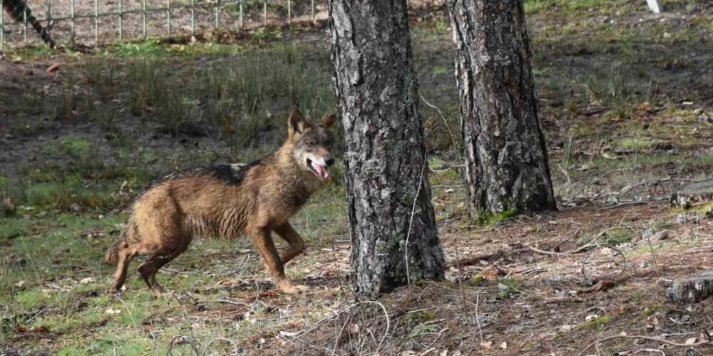 lobo ibérico, el hosquillo