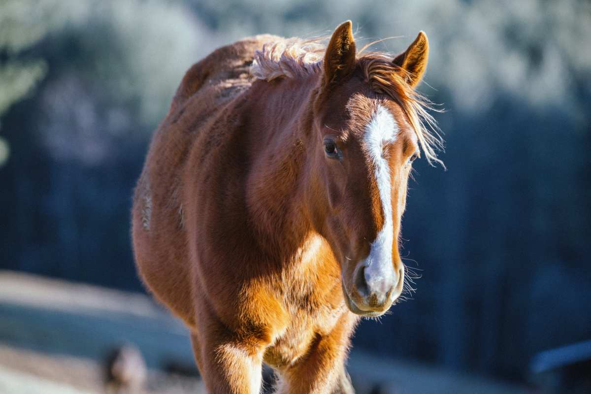 Imagen de archivo de un caballo.