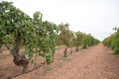 viñedo ecológico