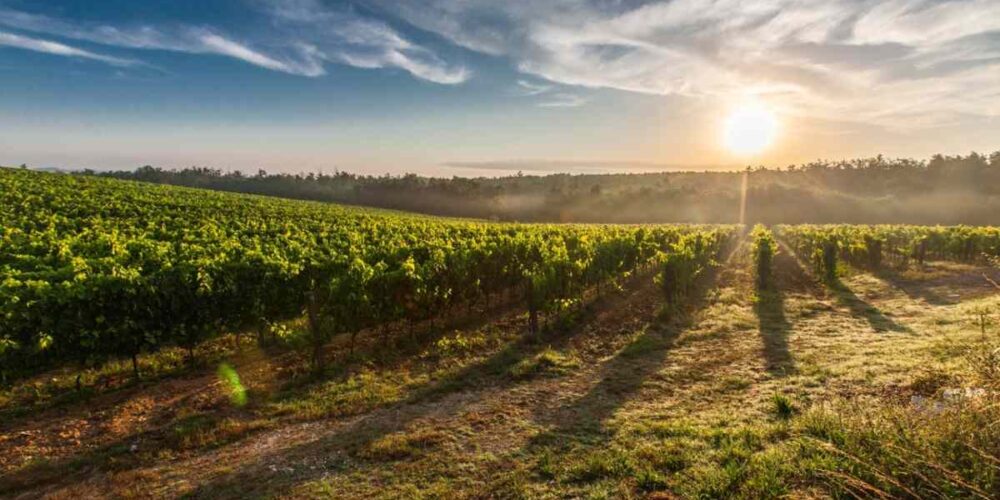 viñedo, viña, vino, campo, agricultura, agricultor, agricultores