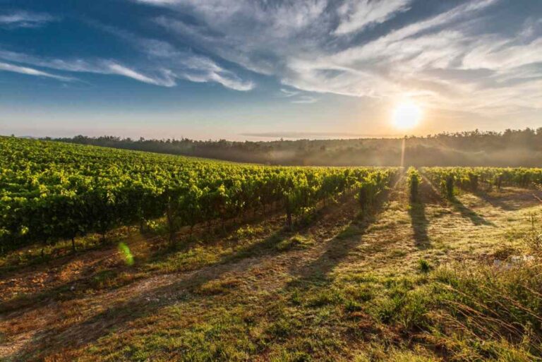 Castilla La Mancha autoriza usar planta de viña injertada ENCLM