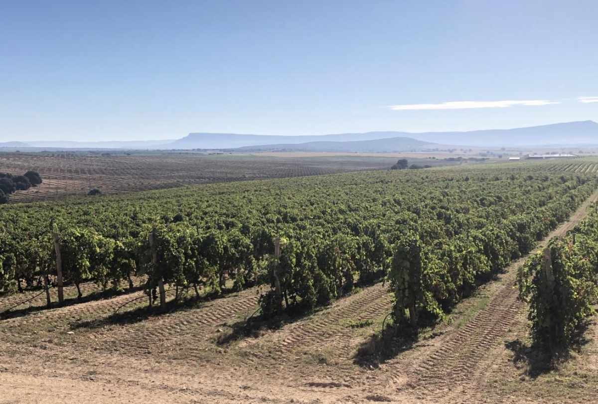 uva, vino, viñedo, agricultura, campo, viñas