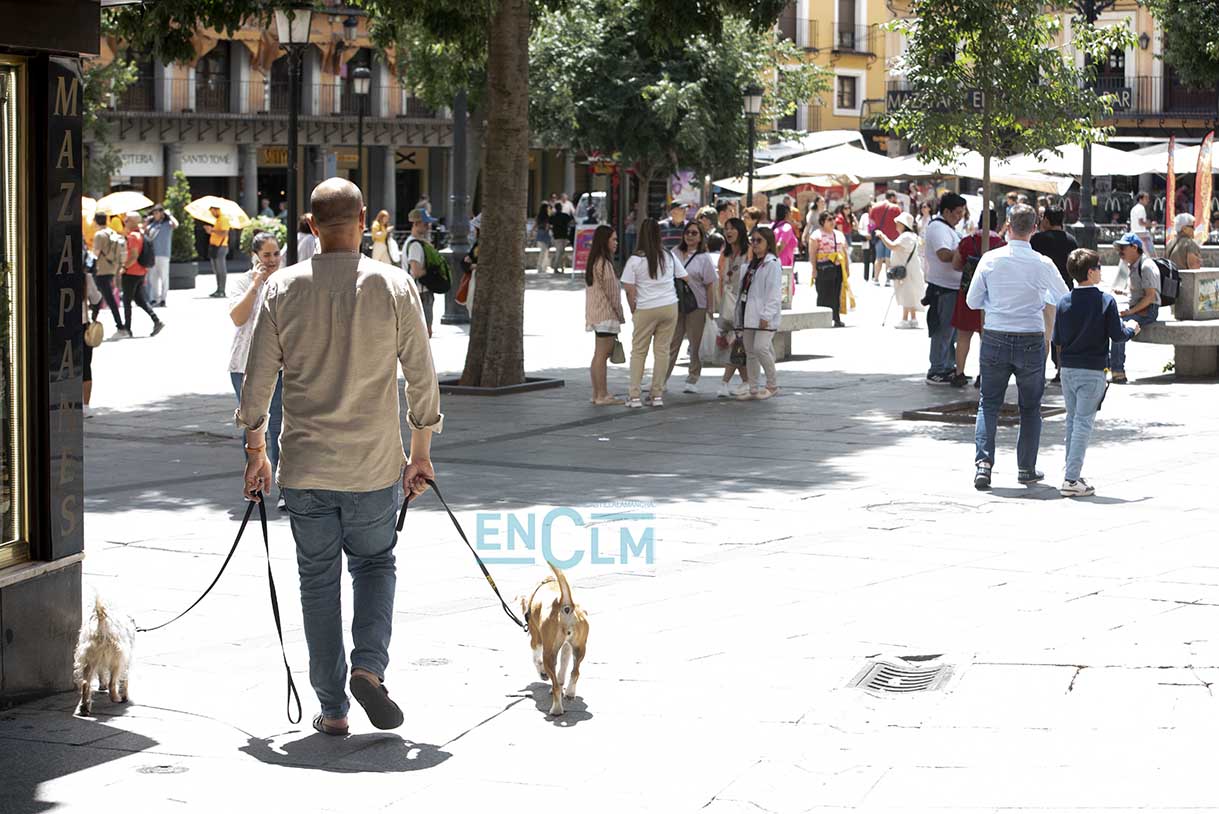 gente, paseo, perros, animales, personas por la calle, zocodover, personas