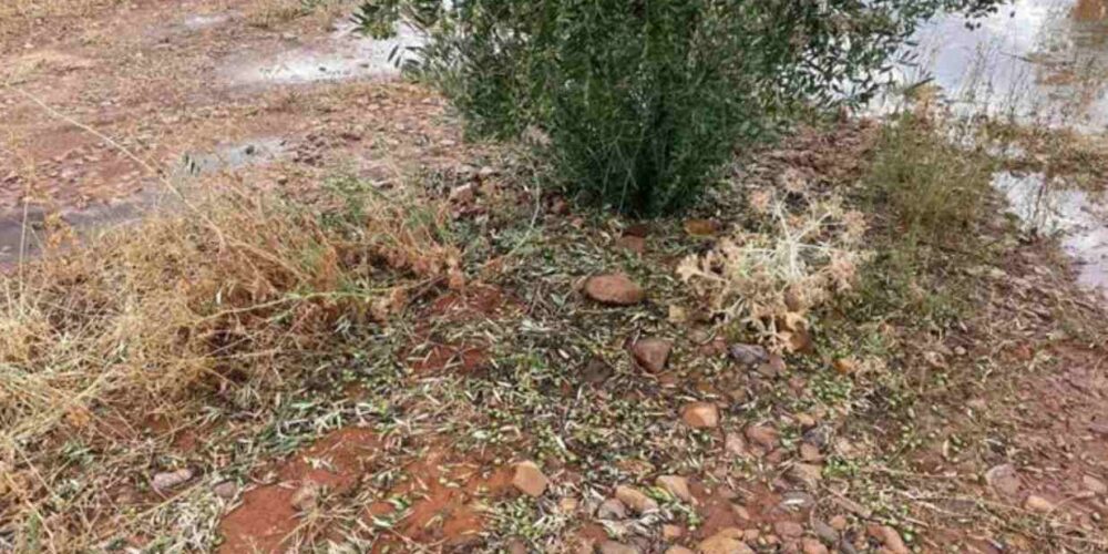 Imagen de un olivo dañado en la provincia de Albacete.