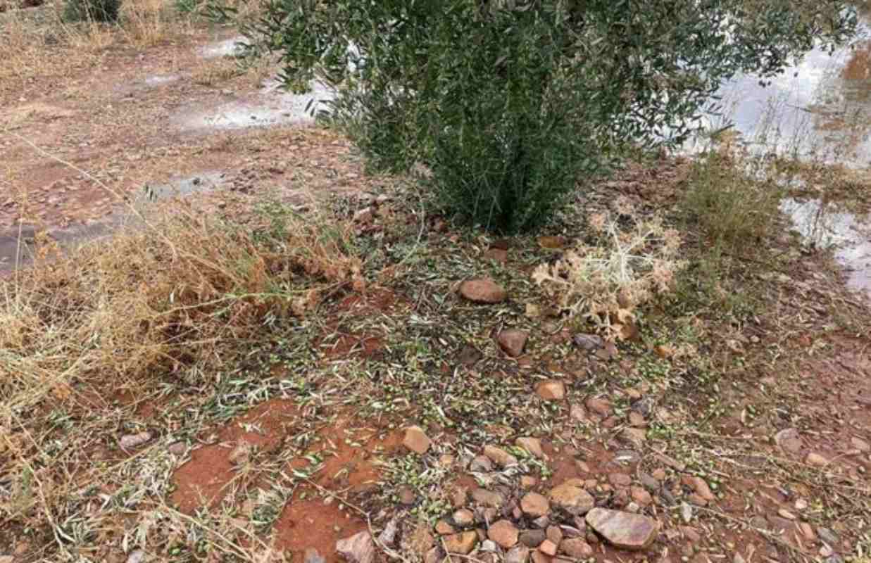 Imagen de un olivo dañado en la provincia de Albacete.