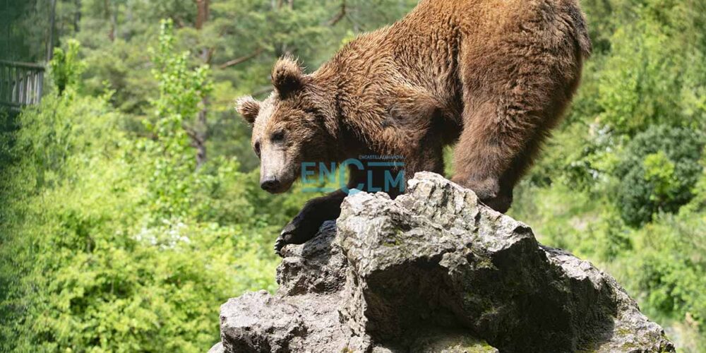 Imagen de uno de los osos de El Hosquillo. Foto: Rebeca Arango.