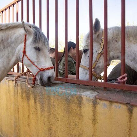 caballo, animal