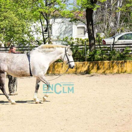 caballo, animal