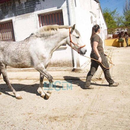 caballo