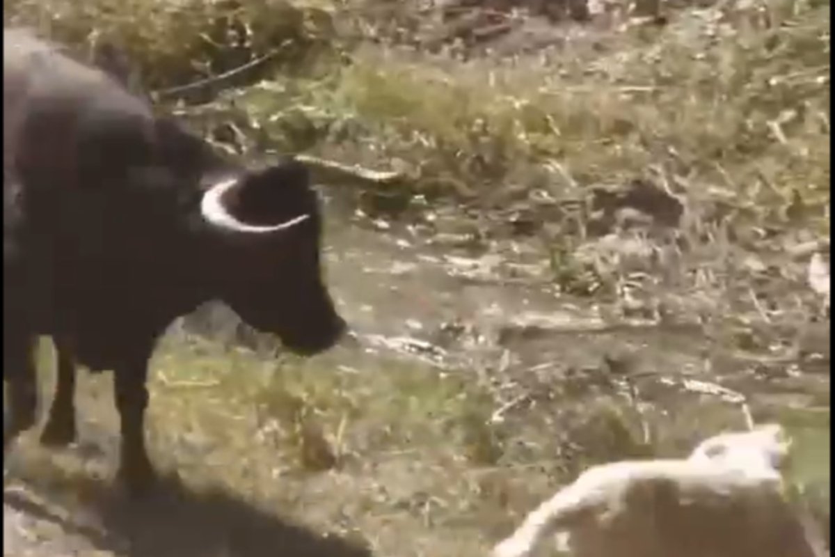 Imagen del vídeo difundido por PACMA de un encierro por el campo en Guadalajara