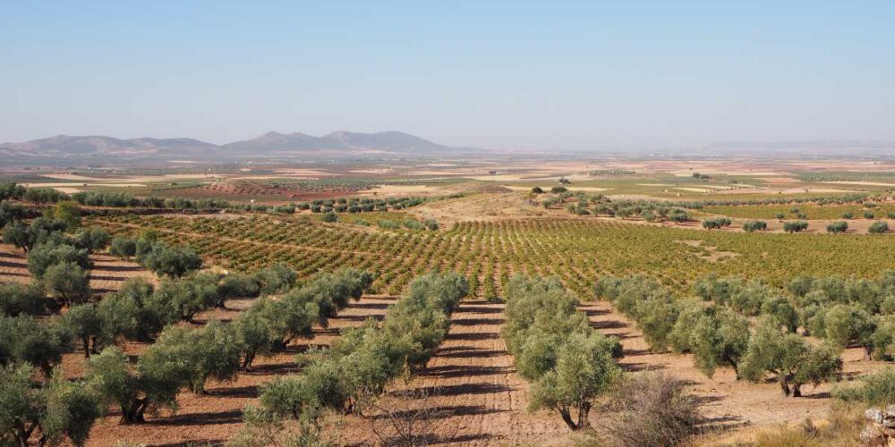 La extrema sequía azota a la provincia de Albacete.