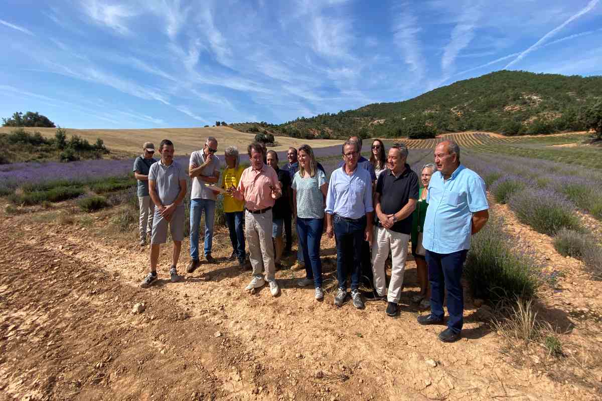 ANIPAM alerta del nuevo peligro que afecta a los cultivos de lavanda