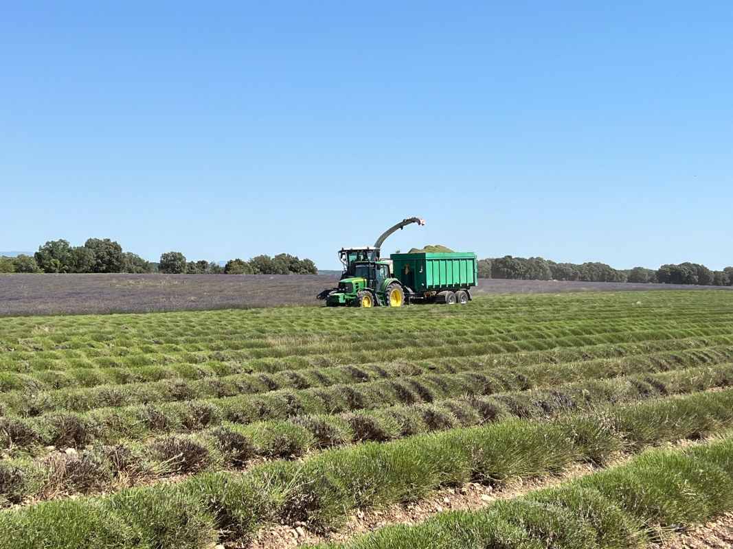 Cosecha de lavanda en Muduex (Guadalajara)