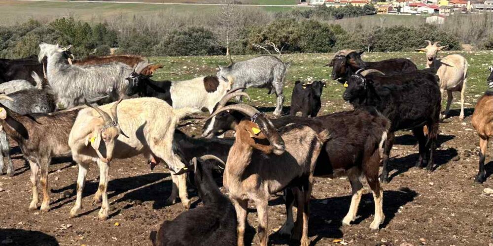 Las bases de las ayudas a las Agrupaciones de Defensa Sanitaria Ganadera están en el DOCM.