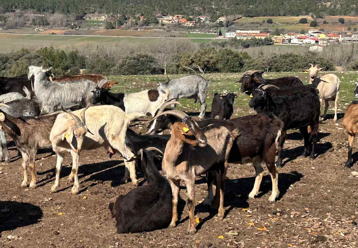 Las bases de las ayudas a las Agrupaciones de Defensa Sanitaria Ganadera están en el DOCM.