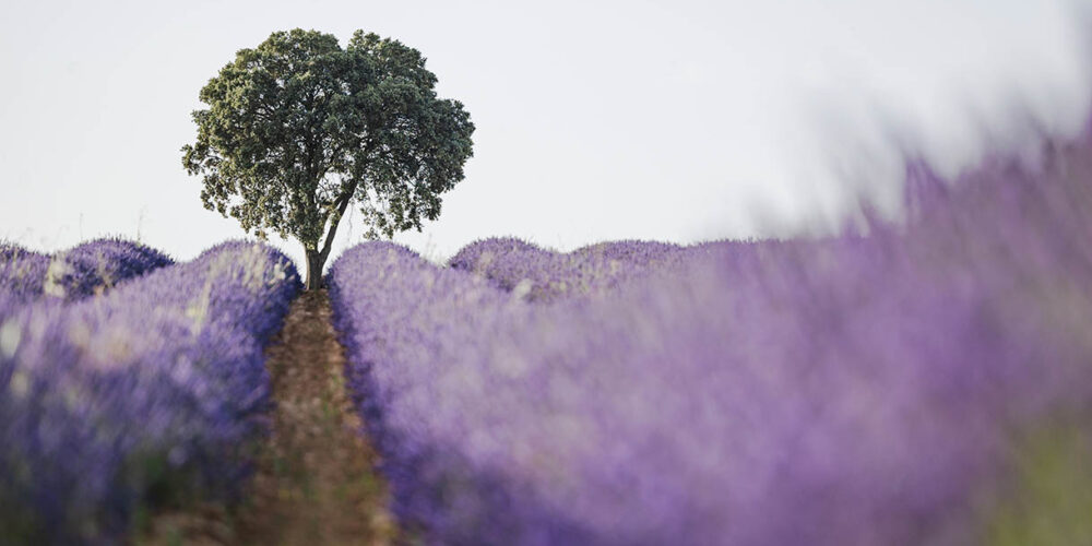 Campo de lavanda en Brihuega