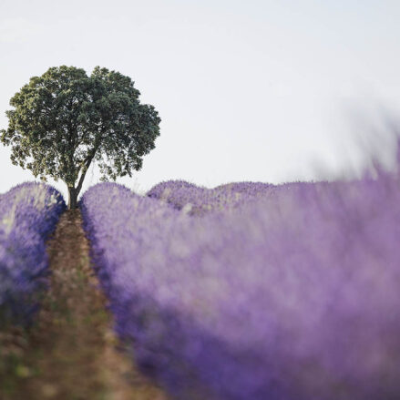 Campo de lavanda en Brihuega