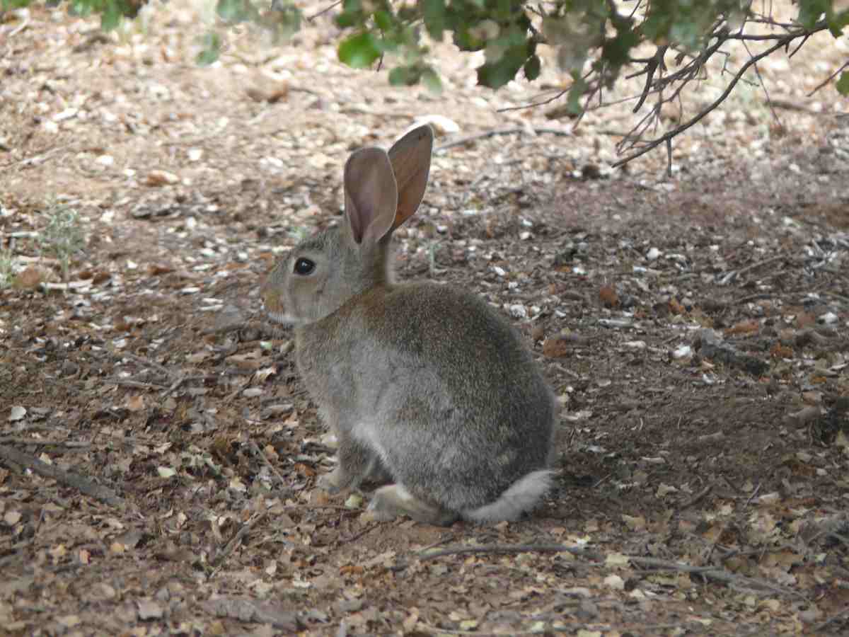 conejo