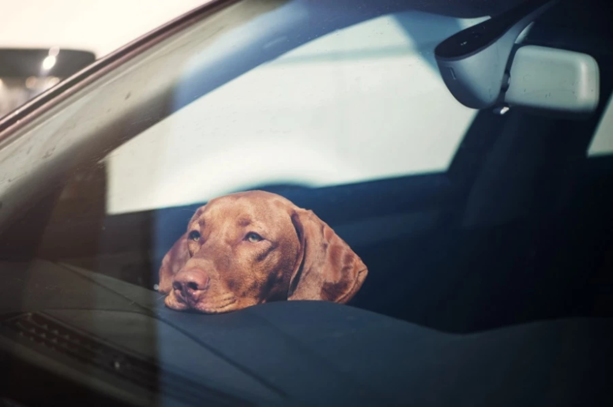 Imagen de archivo de un perro encerrado en el interior de un vehículo