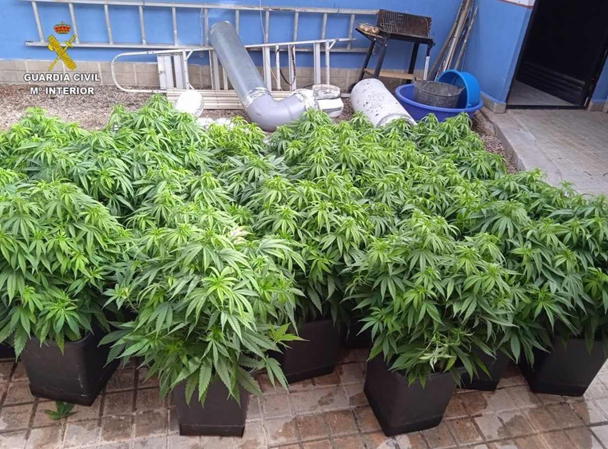 Imagen de plantas de marihuana incautadas en uno de los puntos de cultivo desmantelados