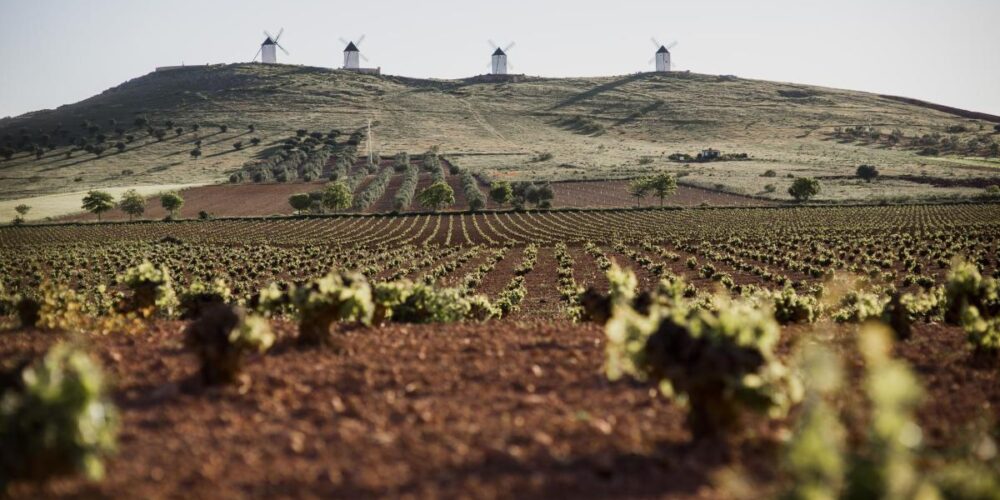 Viñedo entre los gigantes de Alcázar de San Juan