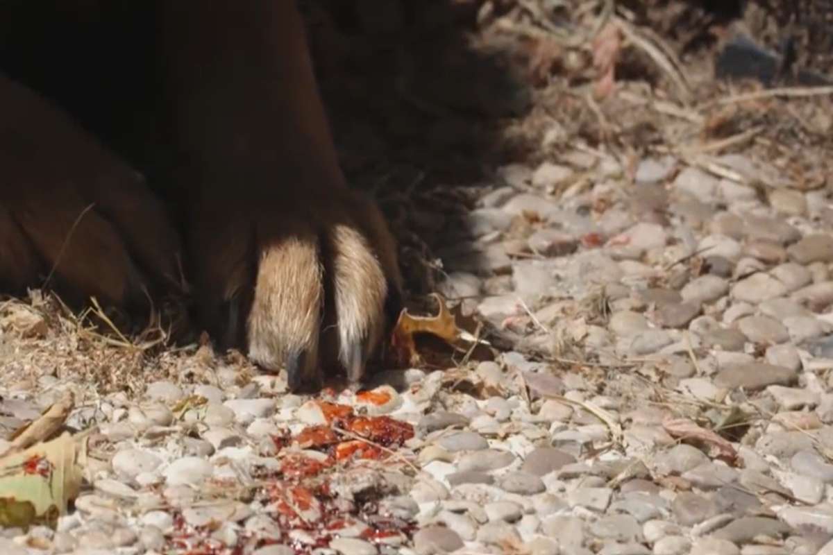 Imagen de la campaña de la Guardia Civil contra el maltrato animal.