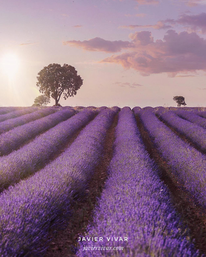 Lavanda en Brihuega. © Javier Vivar.