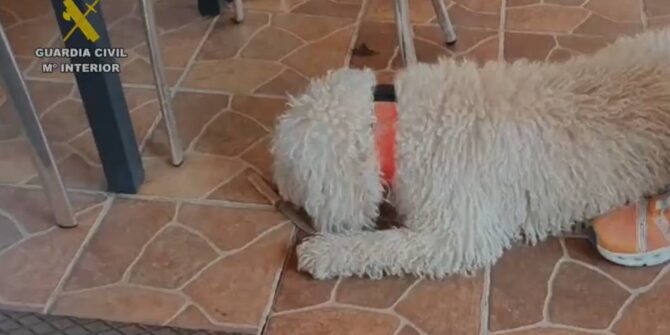 Imagen del cuchillo encontrado que ha sido marcado por un perro de la Guardia Civil con restos biológicos humanos.