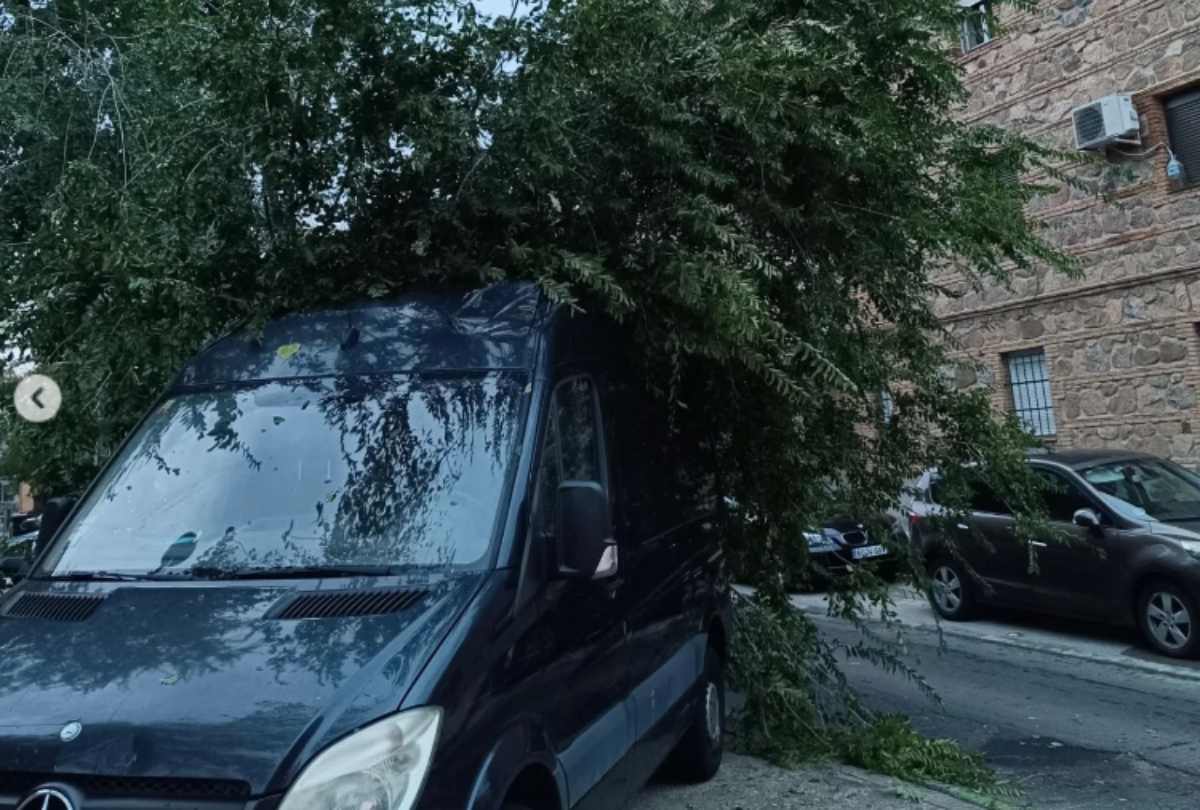 Imagen de una de las ramas caídas en Toledo la pasada madrugada.