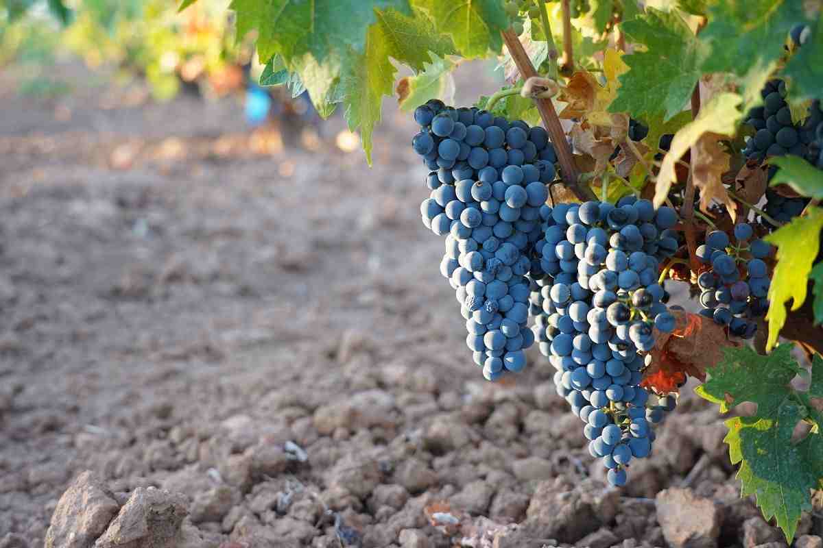 uva Tempranillo