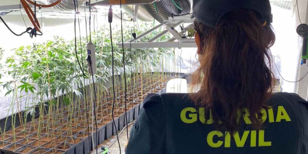 La Guardia Civil desmantela una plantación de marihuana en la A-2 (Guadalajara)