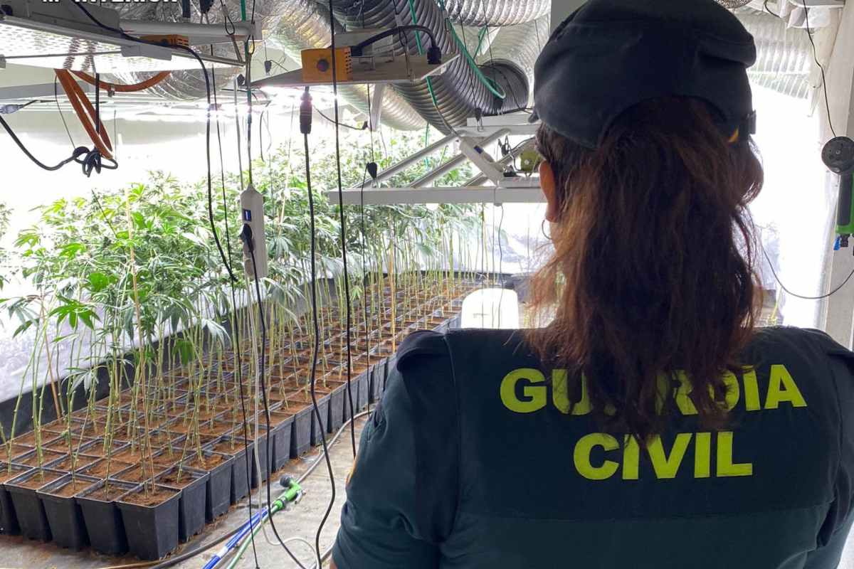 La Guardia Civil desmantela una plantación de marihuana en la A-2 (Guadalajara)