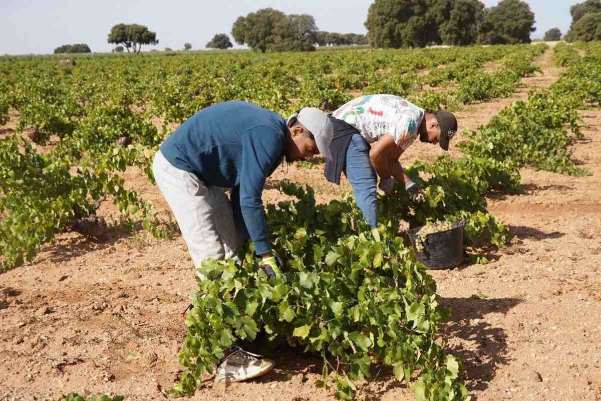 uva airén