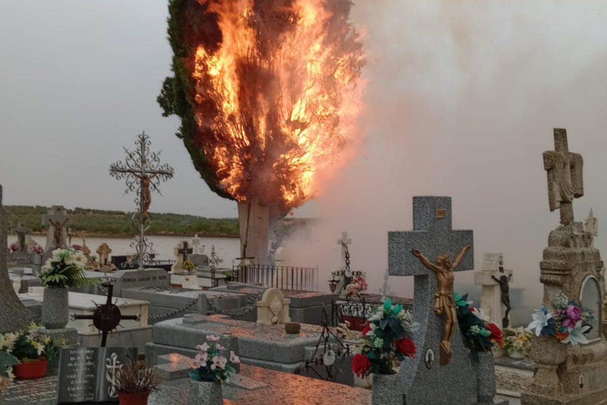 Imagen del ciprés en llamas en el cementerio de Cózar